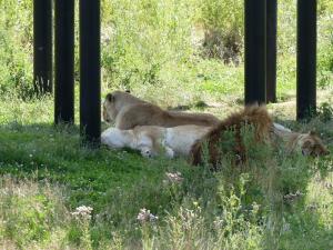 Lion de l'Afrique de l'Est
