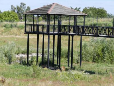 Lion de l'Afrique de l'Est - 2022