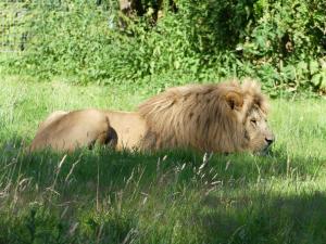 Lion de l'Atlas