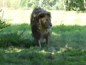 Lion de l'Atlas