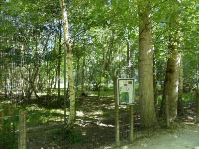 Lynx de Sibérie - 2022