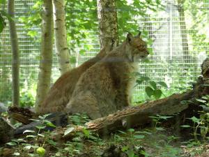 Lynx de Sibérie