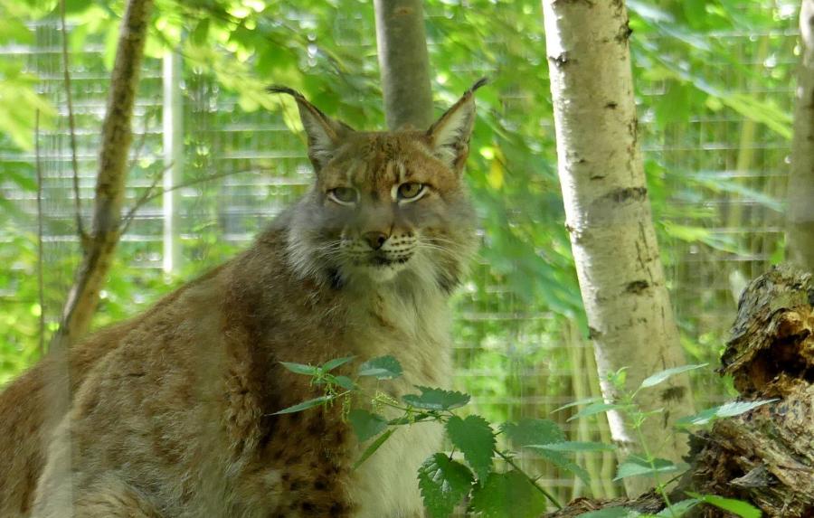 Lynx de Sibérie