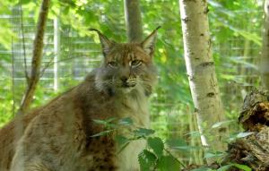 Lynx de Sibérie