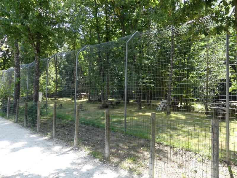 Lynx d'Europe - 2022