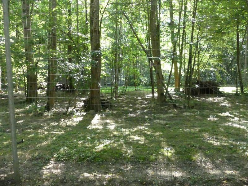 Lynx du Canada - 2022