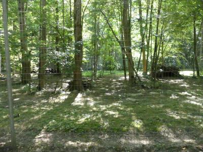 Lynx du Canada - 2022