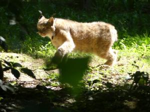 Lynx du Canada