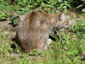 Lynx du Canada