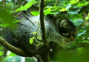 Manul