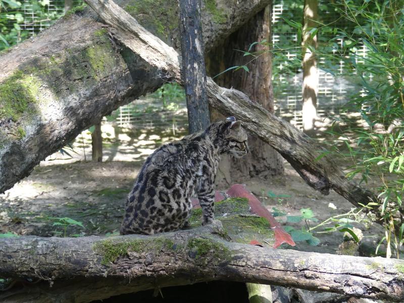 Margay - 2022