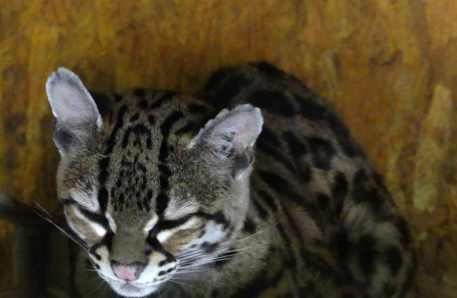 Margay