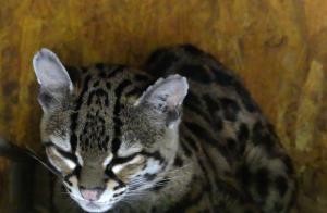 Margay