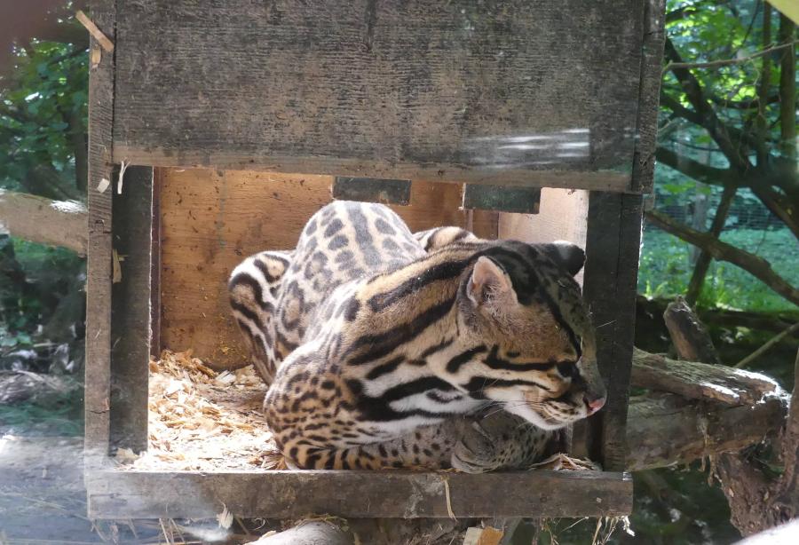 Ocelot