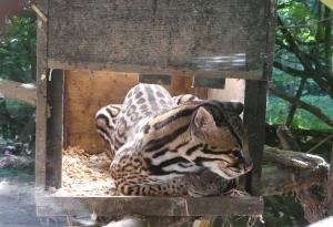 Ocelot