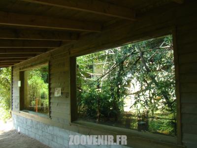 Tamarin labié - 2011