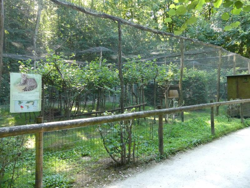 Oncille du Nord - 2022