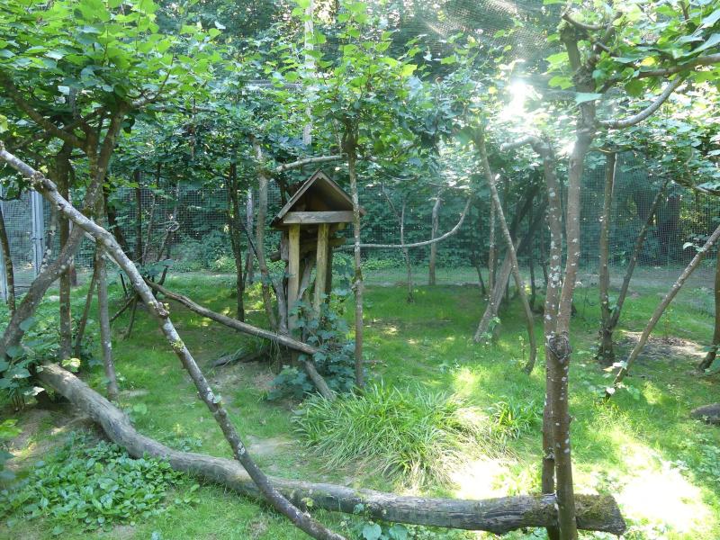 Oncille du Nord - 2022