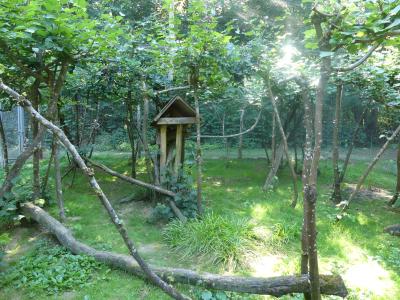 Oncille du Nord - 2022