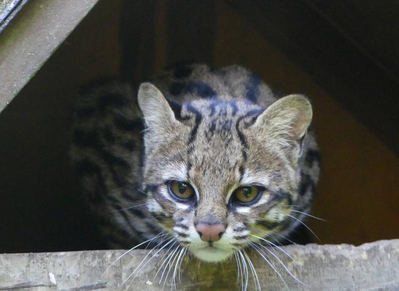 Oncille du Nord - 2022