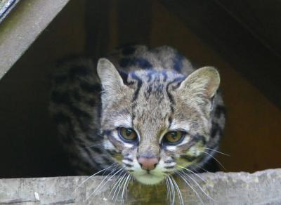 Oncille du Nord - 2022