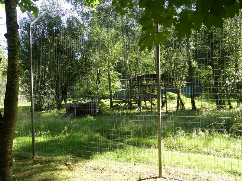 Panthère de l'Amour - 2022