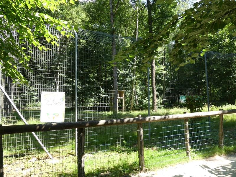 Panthère de Perse - 2022