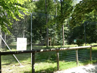 Panthère de Perse - 2022