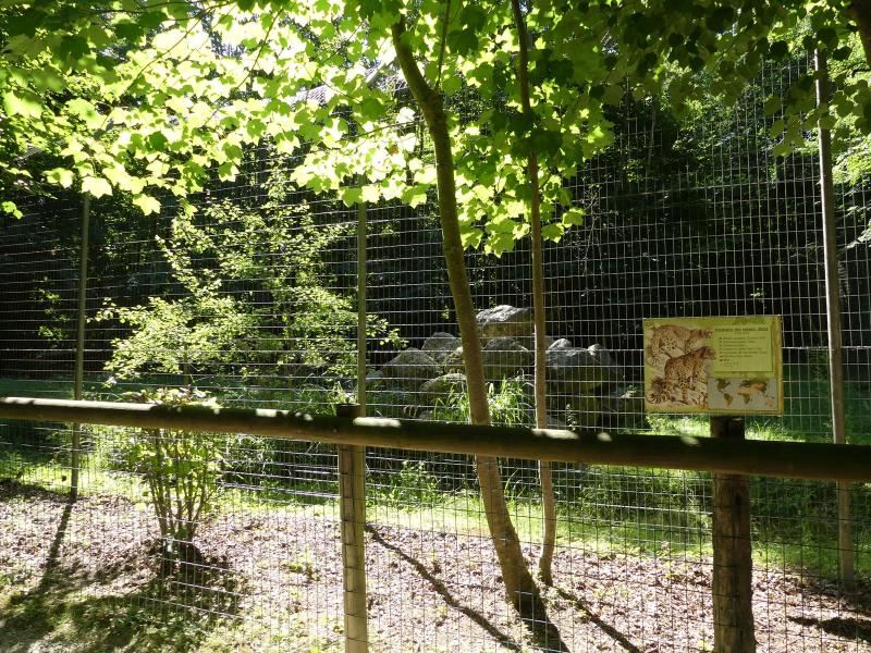 Panthère des neiges - 2022