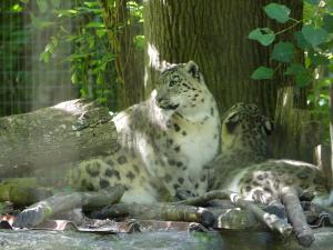 Panthère des neiges