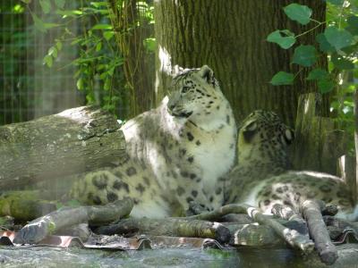 Panthère des neiges - 2022