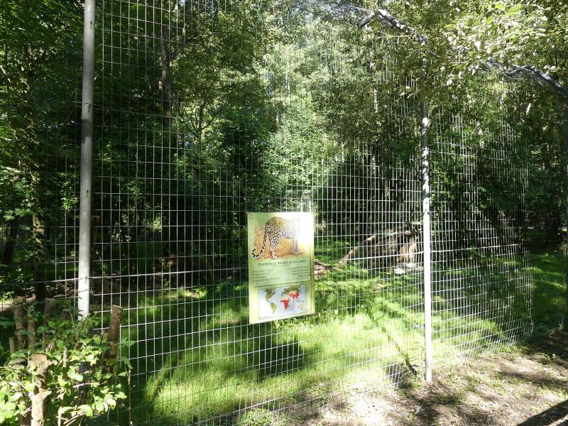 Panthère du Sri-Lanka - 2022