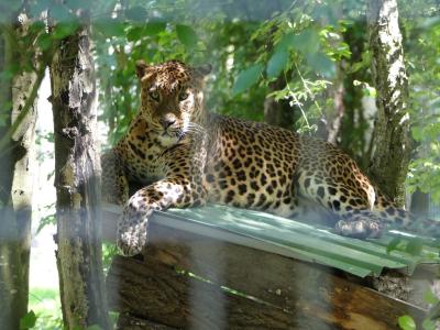 Panthère du Sri-Lanka - 2022