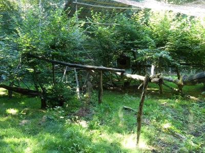 Panthère nébuleuse - 2022