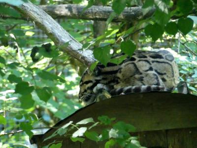 Panthère nébuleuse - 2022