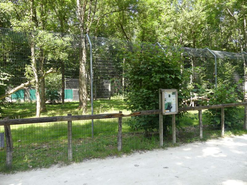 Panthère noire - 2022