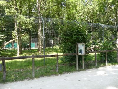 Panthère noire - 2022