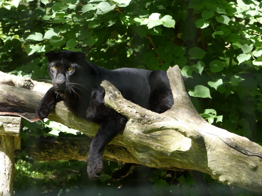 Panthère noire