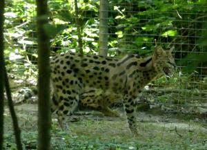 Serval