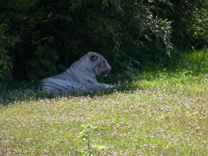 Tigre blanc