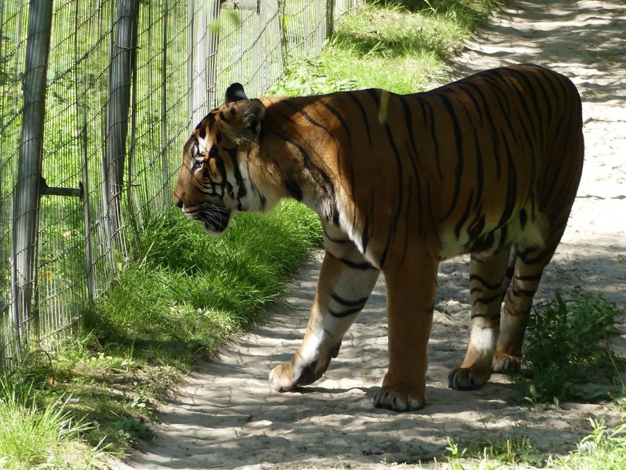 Tigre de Malaisie