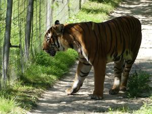 Tigre de Malaisie
