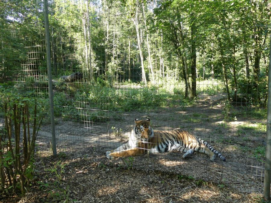 Tigre de Sibèrie