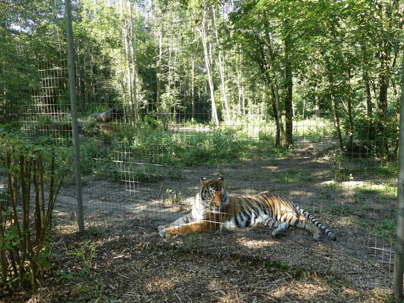 Tigre de Sibèrie - 2022