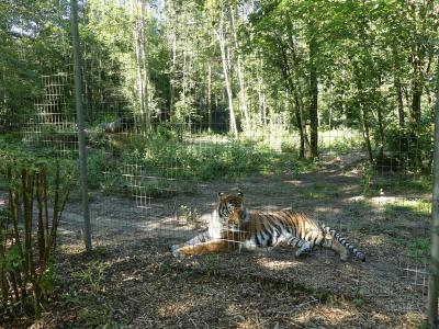 Tigre de Sibèrie - 2022