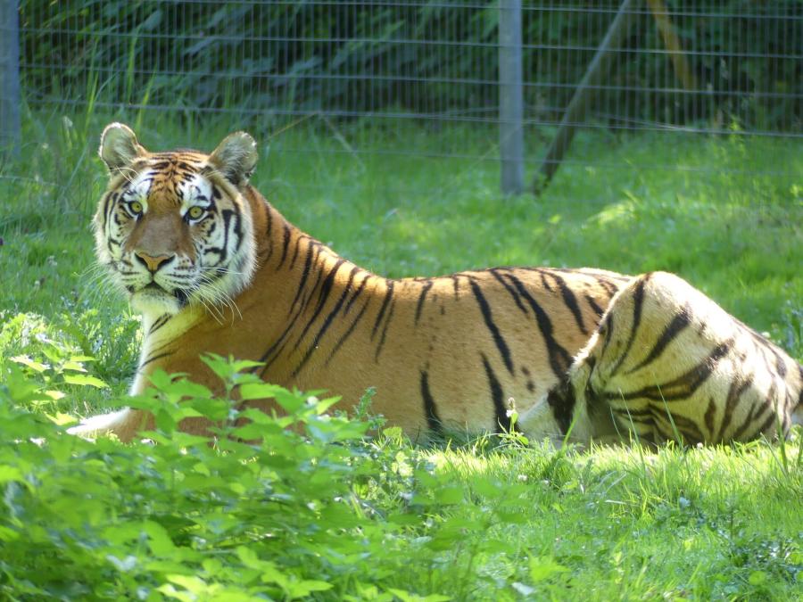 Tigre de Sibèrie