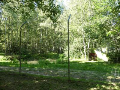 Tigre de Sumatra - 2022