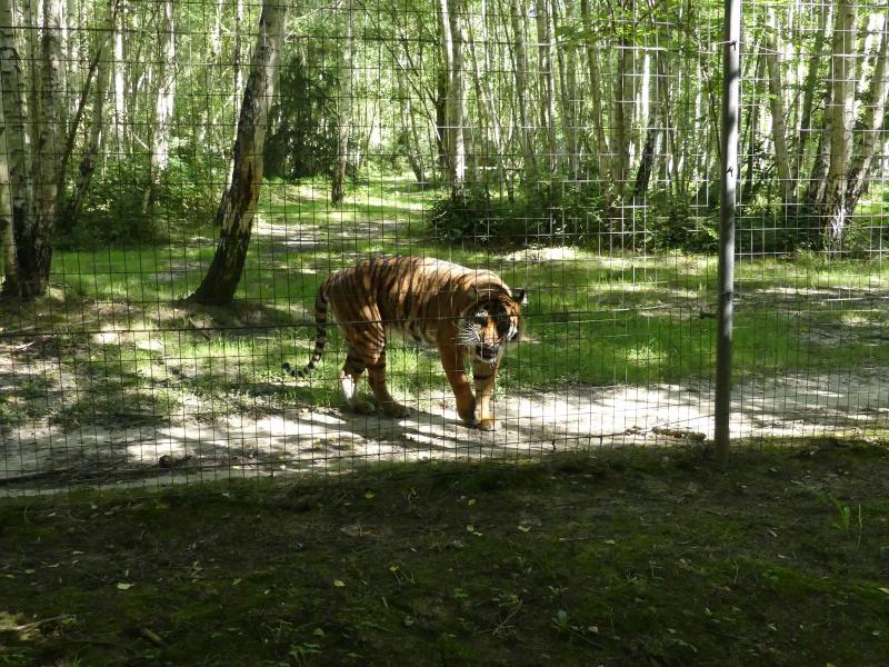 Tigre de Sumatra - 2022