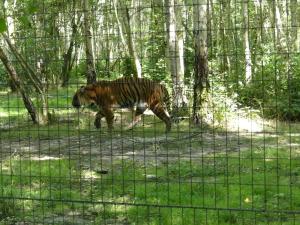 Tigre de Sumatra
