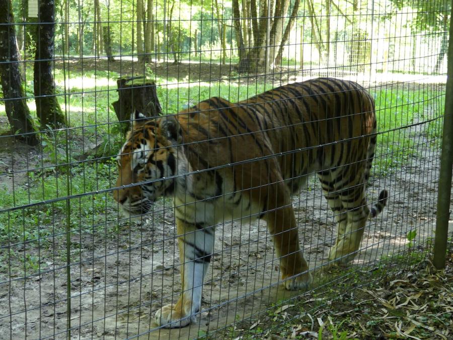 Tigre de Sumatra
